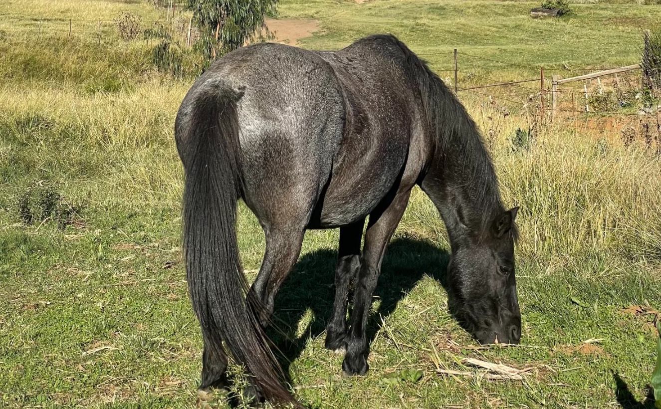 Lessons I have learned from a little blue roan horse in South Africa